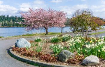 Spring flowers bloom along the shoreline of Lake Washington in Seattle.