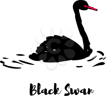 Silhouette of a black swan. One bird on the pond