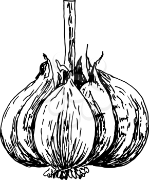 engraving illustration of garlic on white background, sketch illustration