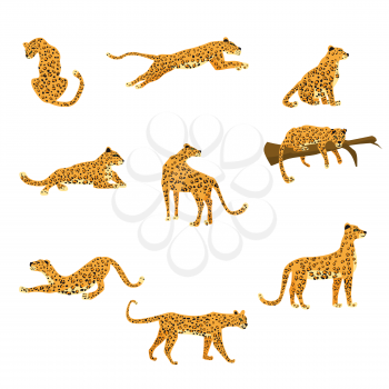 Set of leopards in various poses cute trend style, animal predator mammal, jungle