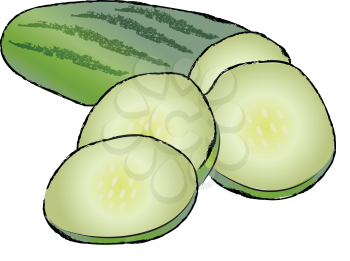 Sliced fresh green cucumber vegetable for salad vector color drawing or illustration 