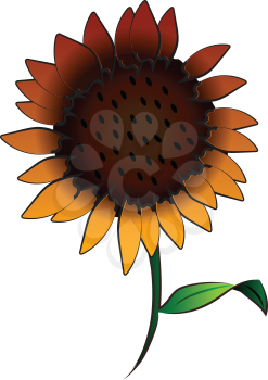 A big sunflower with green leaf & stem vector color drawing or illustration 