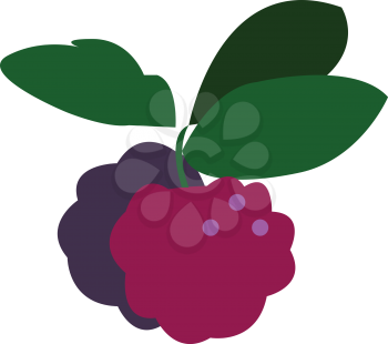 A pair of berries with a bunch of green leaves vector color drawing or illustration