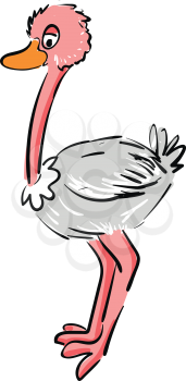 Cartoon pink and white ostrich vector illustration on white background 