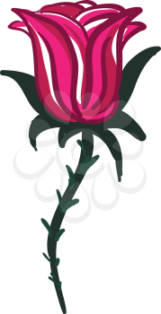 A red rose with long branch vector color drawing or illustration 