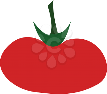 A fleshy red color elongated tomato vector color drawing or illustration