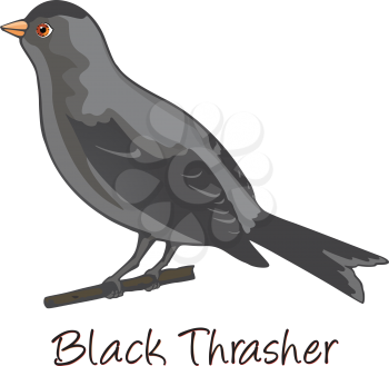 Brown Trasher, Perched on a Branch, Color Illustration