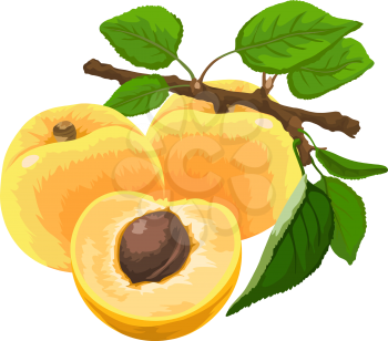 Vector illustration of fresh apricot on stem.