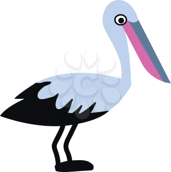 Pelican bird with colorful beak vector or color illustration