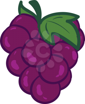 A bunch of fresh ripe purple grapes hanging from a vine vector color drawing or illustration 