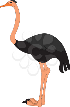 A black-colored cartoon ostrich stands with its two feet and has a very long neck keenly looks for its prey vector color drawing or illustration 