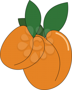 Two bright orange colored apricot which are different in size with green leaves vector color drawing or illustration
