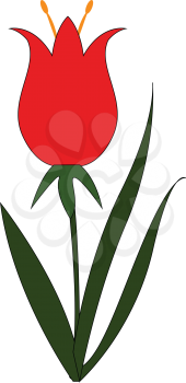 Simple vector illustration on white background of a red flower with yellow pestle and green leaves