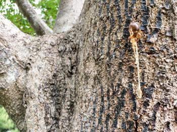 tree sap and bark amber black white colors sticky natural arborist background