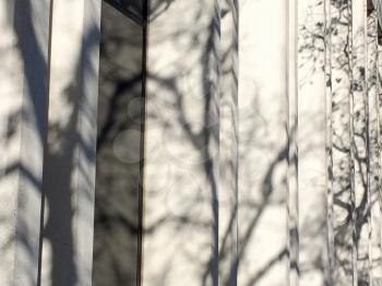 Tree branches and shadows on white buidling on sunny day