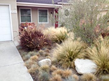 Home landscaping drought heat tolerant plants desert design