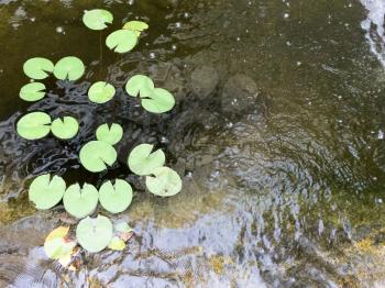 Lily pad floating on water pond green design element background