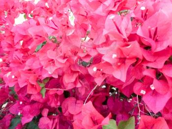 Red pink Bougainvillea flowers full bloom on vine close up in spring