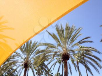 Yellow mesh canvas shade canopies and palm trees on sunny day