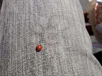 Ladybug walking alone on denim pants person leg good luck sign