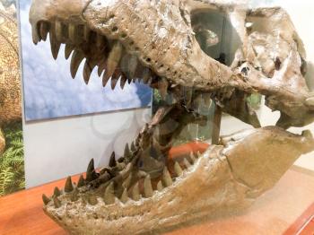 dinosaur head with big teeth on display open wide