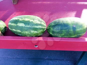 big watermelon on display for sale farmers marketplace