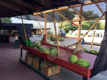 lonely watermelon on display for sale farmers market