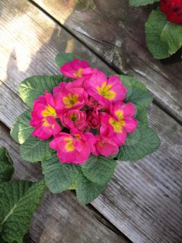 Flowers yellow red pink purple violet bright colors on rustic wood background