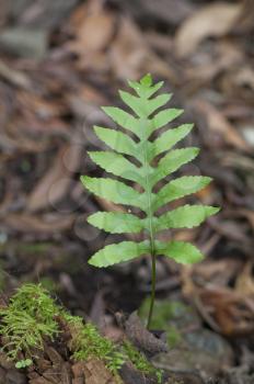 Fern. Integral Natural Reserve of Mencafete. Frontera. El Hierro. Canary Islands. Spain.