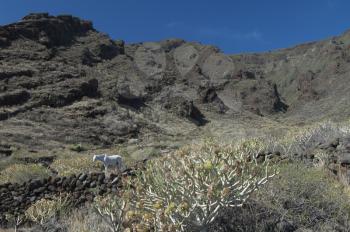 Landscape and horse (Equus ferus caballus). Timijiraque Protected Landscape. Valverde. El Hierro. Canary Islands. Spain.