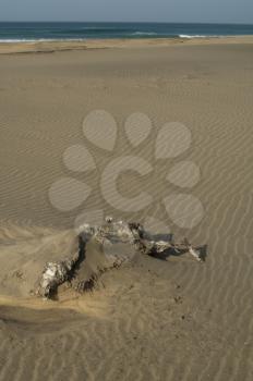 Skeleton of a goat (Capra aegagrus hircus). Cofete. Jandia. Fuerteventura. Canary Islands. Spain.