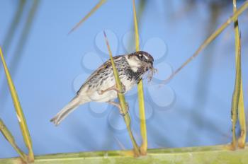 Spanish sparrow (Passer hispaniolensis). Male with nesting material. Tuineje. Fuerteventura. Canary Islands. Spain.