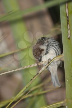 Spanish sparrow (Passer hispaniolensis). Male preening. Tuineje. Fuerteventura. Canary Islands. Spain.