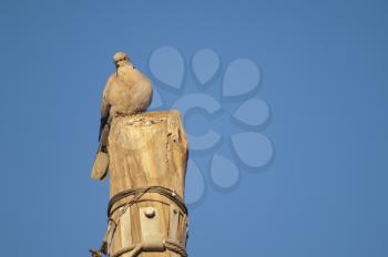 Eurasian collared dove (Streptopelia decaocto). Tuineje. Fuerteventura. Canary Islands. Spain.