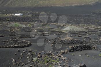 Vines. La Geria Protected Landscape. Lanzarote. Canary Islands. Spain.