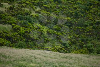 Green pattern of Faial Island, Azores, Portugal