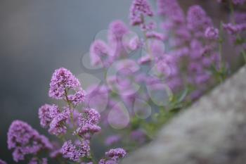 Group of lilac flowers with focus on foreground, background theme