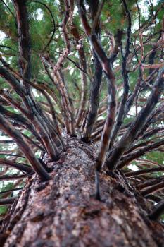 Sequoiadendron giganteum bottom view in Boyana, Sofia, Bulgaria