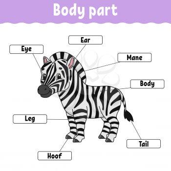 Body part. Learning words. Education developing worksheet. Activity page for study English. Game for children. Funny character. Isolated vector illustration. Cartoon style.