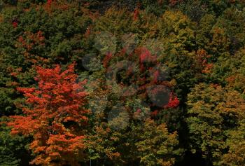 Autumn tree leave background