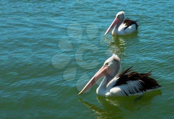Two pelicans floating in turquoise water in Australia