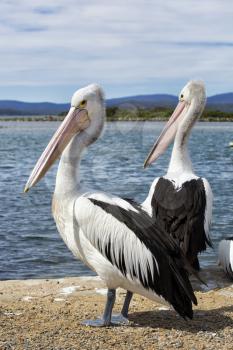 Pelicans standing on a pier in Croajigolong, Australia