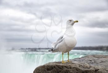 Seagull standing in front of the horseshoe falls at Niagara falls during winter season
