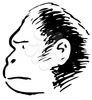Royalty Free Clipart Image of a Gorilla's Head