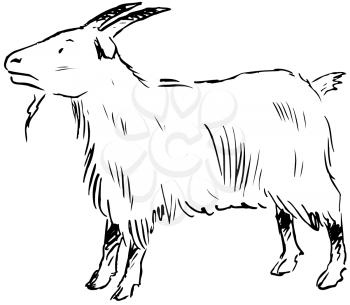 Royalty Free Clipart Image of a Billygoat