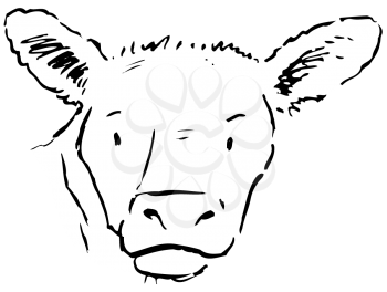 Royalty Free Clipart Image of a Calf's Face