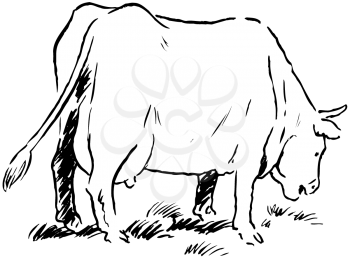Royalty Free Clipart Image of a Grazing Cow