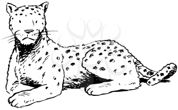 Royalty Free Clipart Image of a Leopard