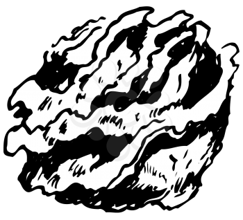 Royalty Free Clipart Image of a Head of Lettuce