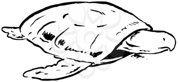 Royalty Free Clipart Image of a Sea Turtle